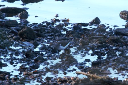 IMG 0930c Spotted Sandpiper LeVasseur Park Kankakee IL 7-17-2018