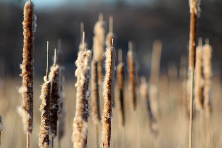 Marsh plant bulrush