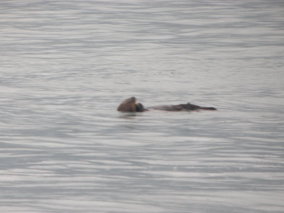 DSCN0546c Sea Otter Seward AK 8-18-2018