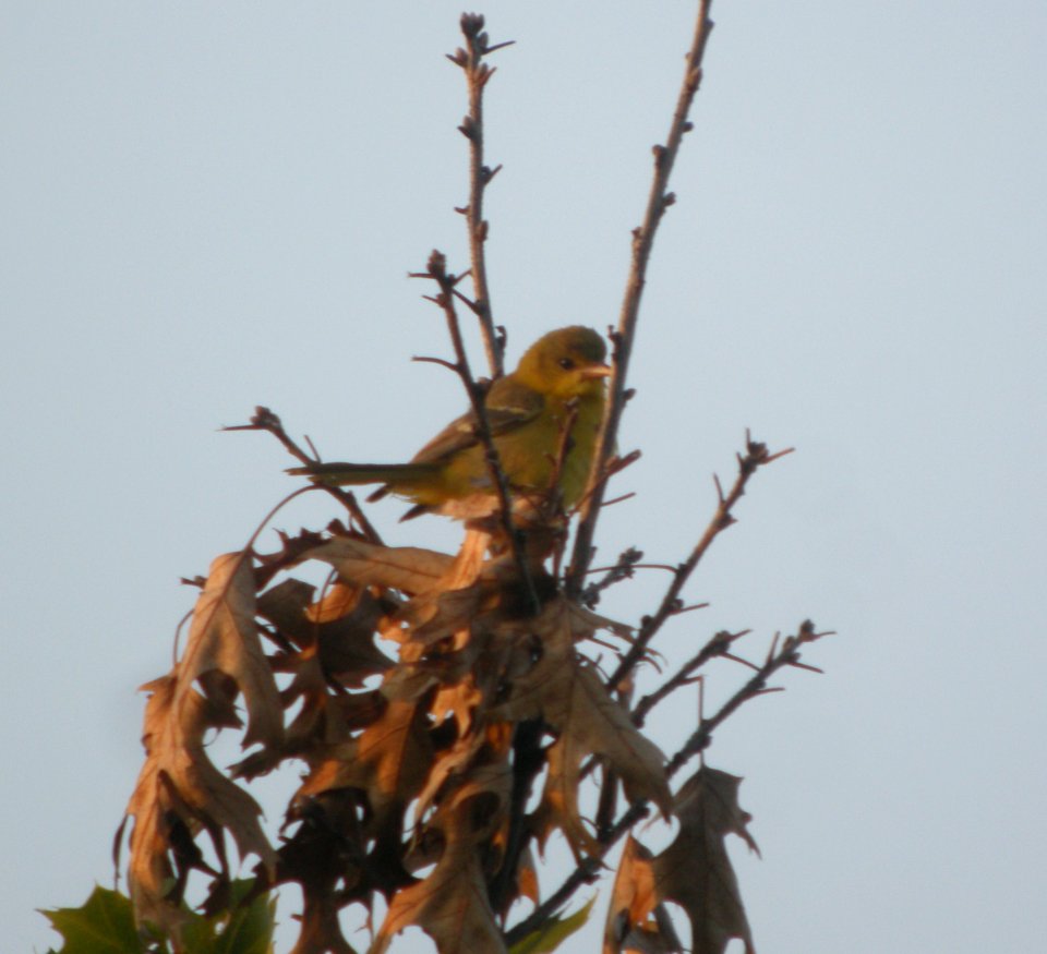 DSCN0199 c Orchard Oriole Newton Co IN 8-18-13