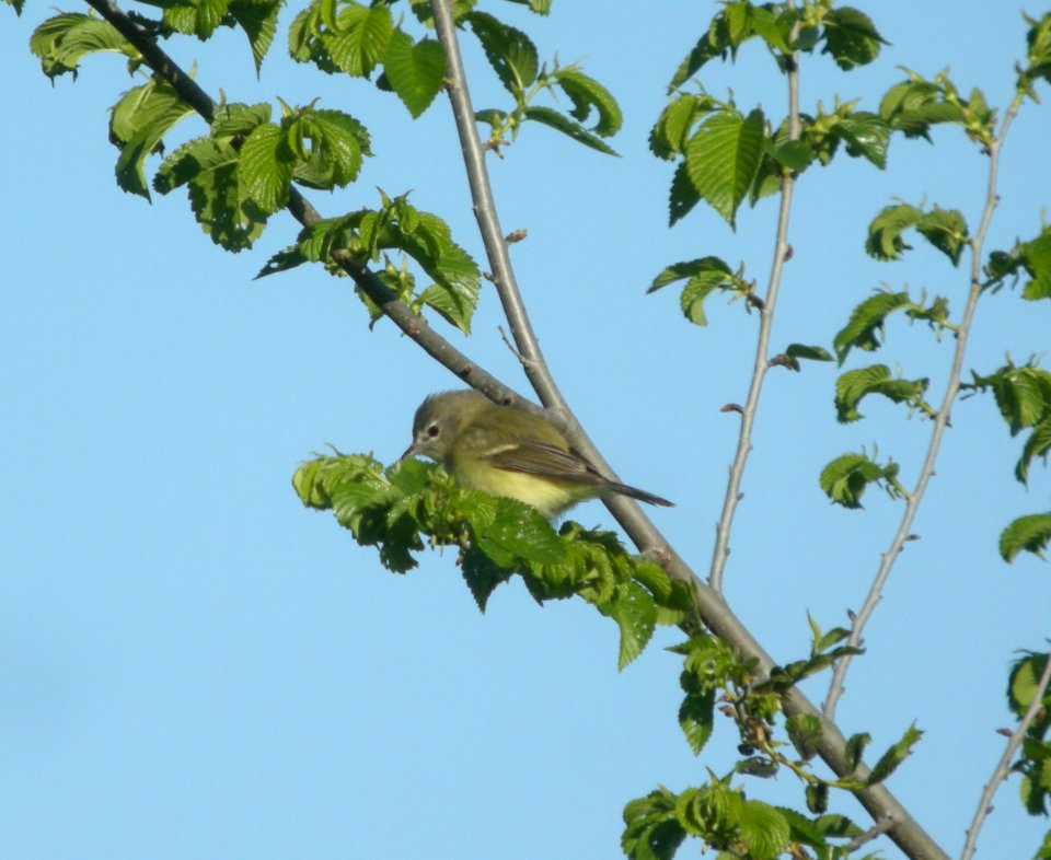 DSCN8284 c Bell's Vireo  Kankakee Co IL 5-13-13