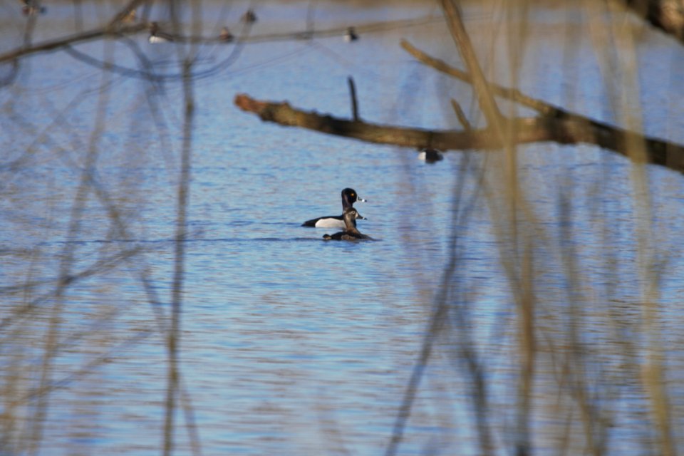 IMG 8122c Ring-necked Duck Willowhaven Area Kankakee Co IL 3-2-2018