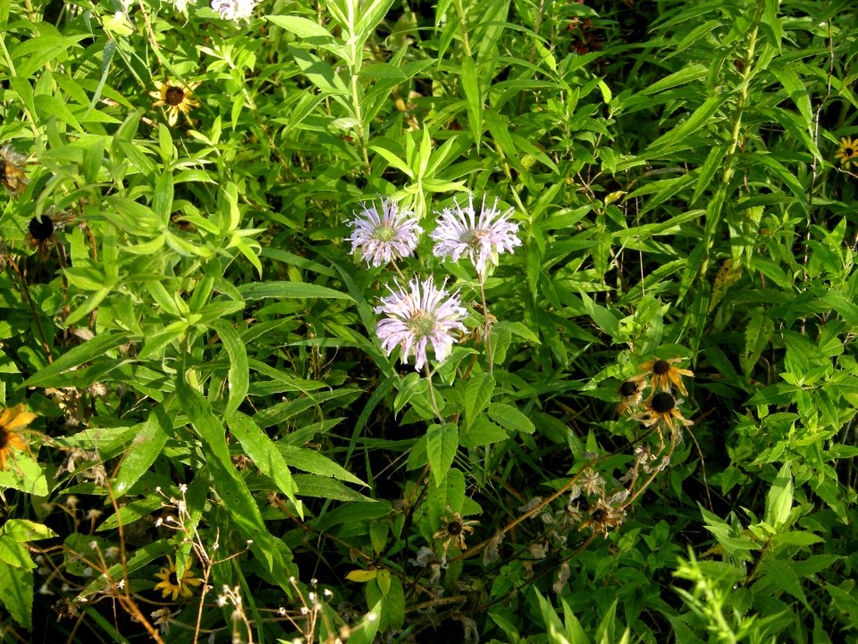 DSCN0168c Wild Bergamot LaSalle FWA IN 7-23-2018