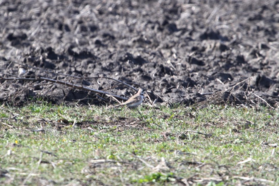 IMG 8529c Horned Lark Willowhaver Area Kankakee Co IL 4-1-2018