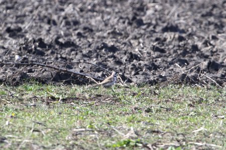 IMG 8529c Horned Lark Willowhaver Area Kankakee Co IL 4-1-2018