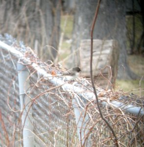 DSCN2913 c Eastern Phoebe Kankakee IL 3-31-2014 (Photo thru bins)