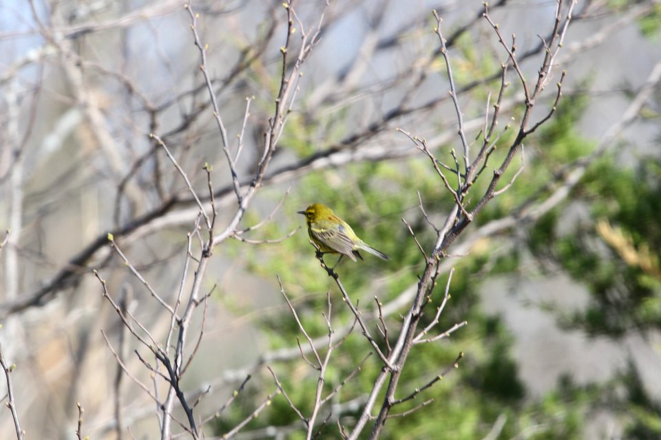 IMG 9551c Prairie Warbler Mazonia Lakes Kankakee Co IL 5-7-2018