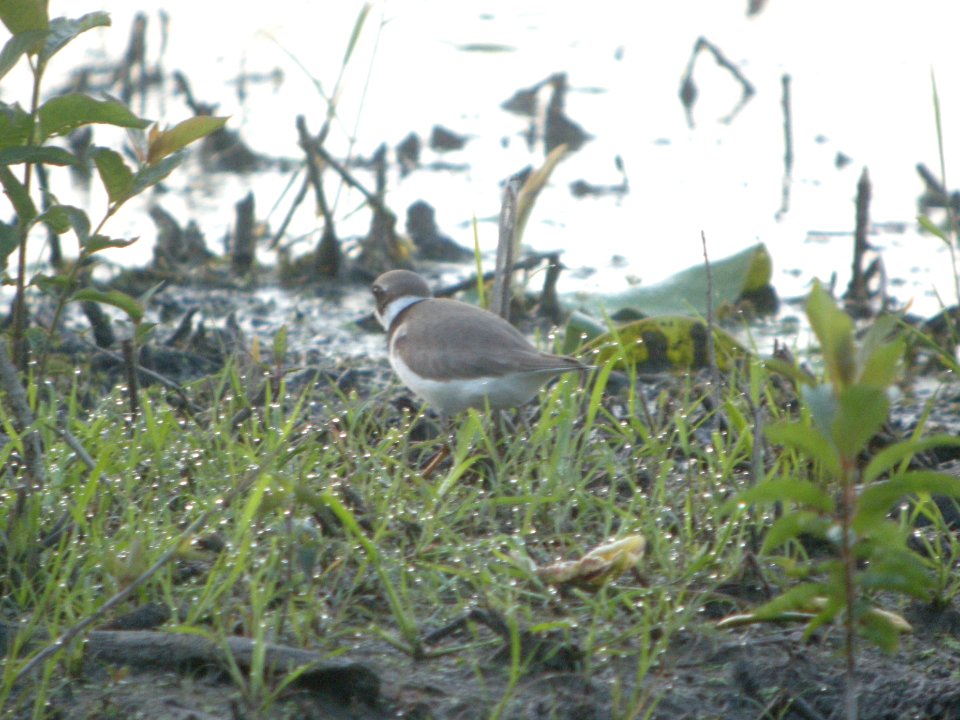 DSCN9968c Semipalmated Plover LaSalle FWA IN 5-31-2018