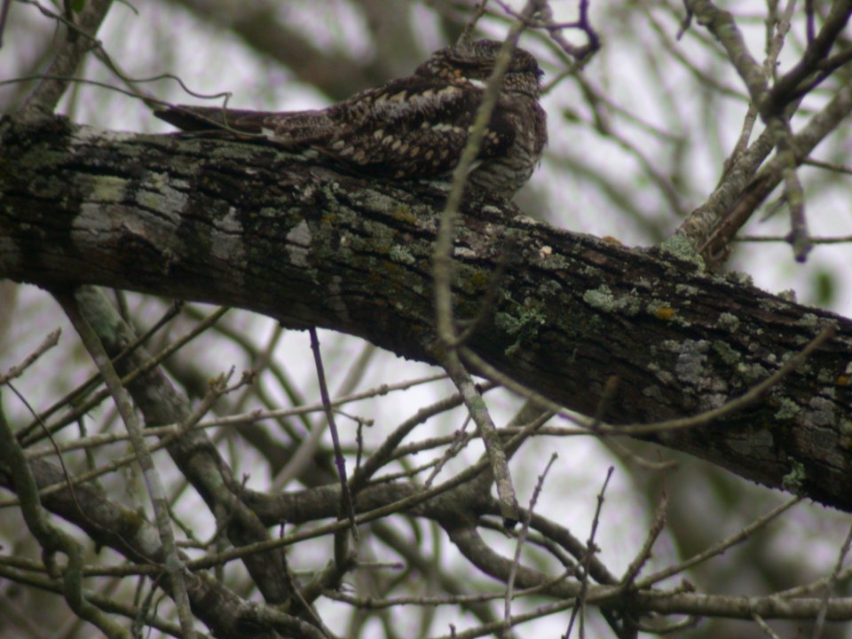DSCN0509 Common Nighthawk  Santa Ana NWR TX 2-18-05
