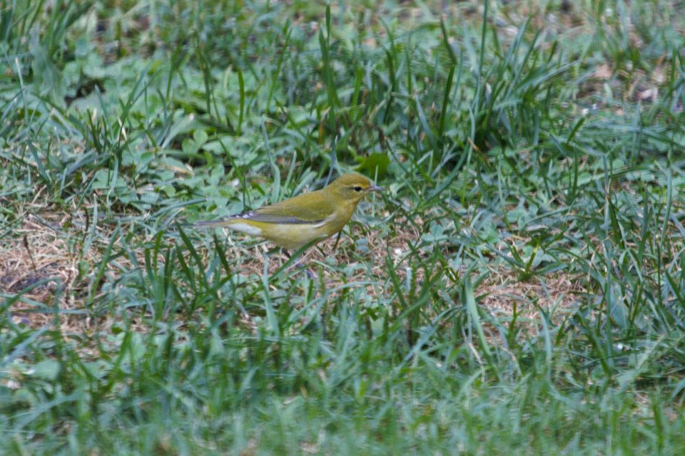 IMG 1426c Tennessee Warbler Hse Kankakee IL 8-27-2018