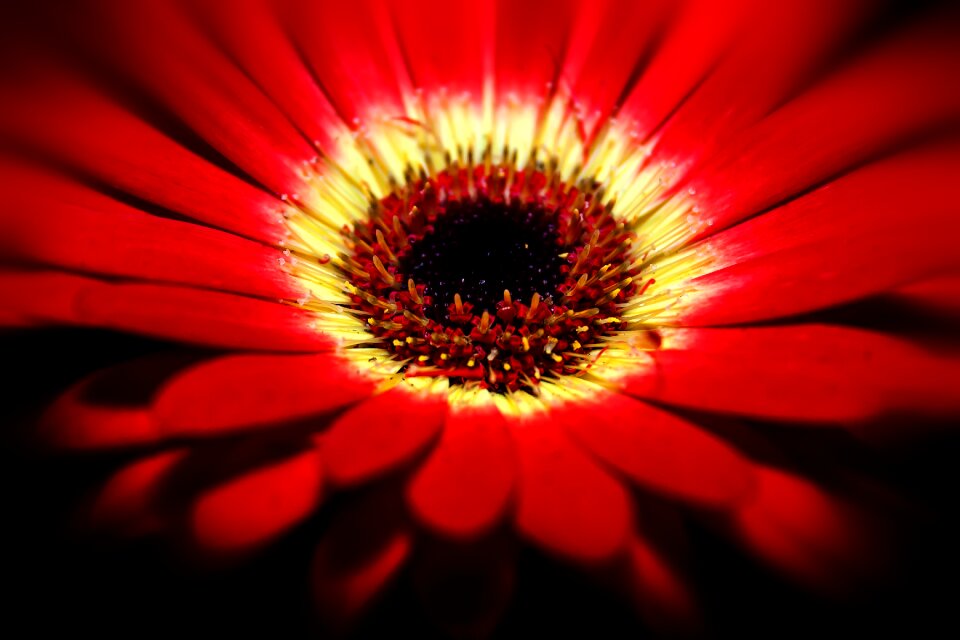 Macro fragrance romantic