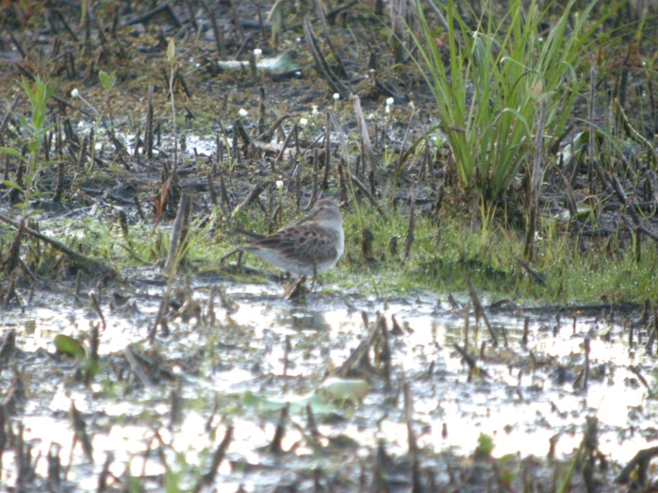 DSCN9976c White-rumped Sandpiper LaSalle FWA IN 5-31-2018