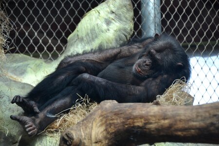 Apes zoo animal