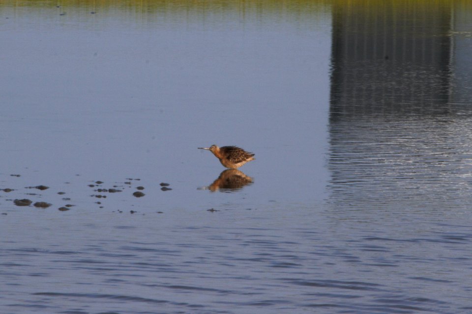IMG 1235c Short-billed Dowitcher Willowhaven Area Kankakee Co IL 8-5-2018