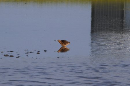 IMG 1235c Short-billed Dowitcher Willowhaven Area Kankakee Co IL 8-5-2018
