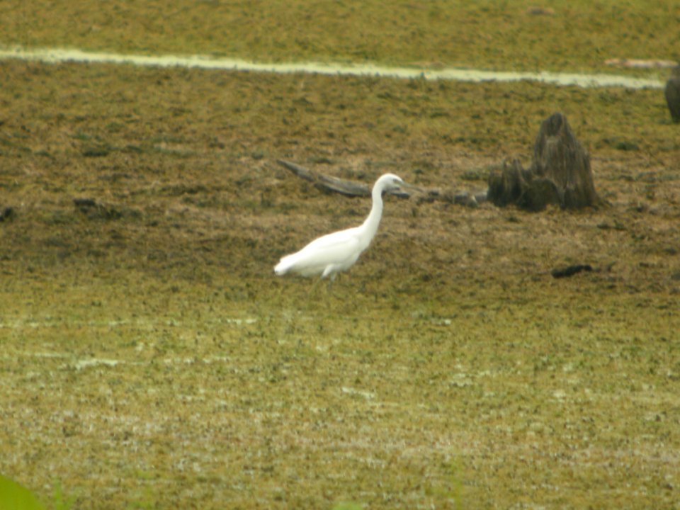 DSCN0337c Little Blue Heron LaSalle FWA IN 8-6-2018