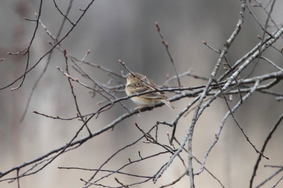 IMG 9087c Grasshopper Sparrow Pembroke Twp Kankakee Co IL 4-21-2018