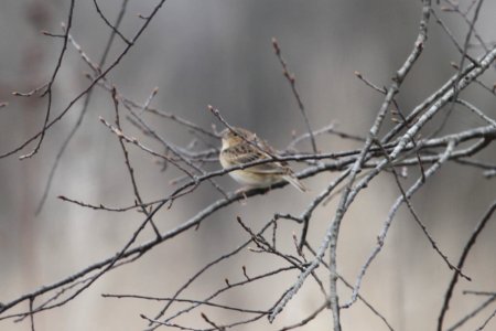 IMG 9087c Grasshopper Sparrow Pembroke Twp Kankakee Co IL 4-21-2018