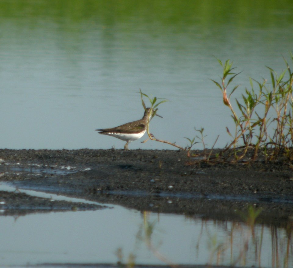 DSCN9040 c Solitary Sandpiper  Kankakee Co IL 7-5-13