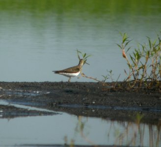 DSCN9040 c Solitary Sandpiper  Kankakee Co IL 7-5-13
