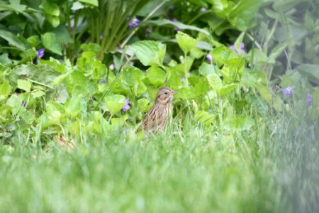 IMG 9749c Lincoln's Sparrow Hse Kankakee IL 5-11-2018