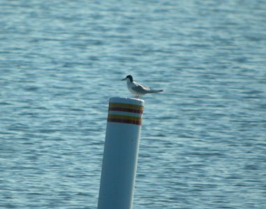 DSCN9905 c Forster's Tern Newton Co IN 8-12-13