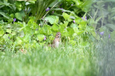 IMG 9752c Lincoln's Sparrow Hse Kankakee IL 5-11-2018