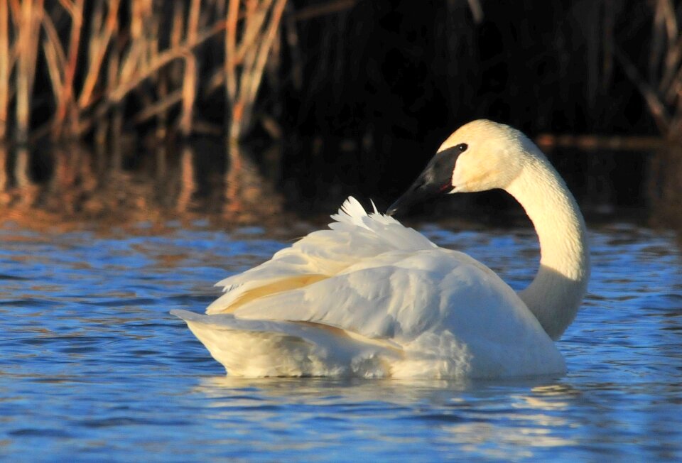 Nature wild waterfowl