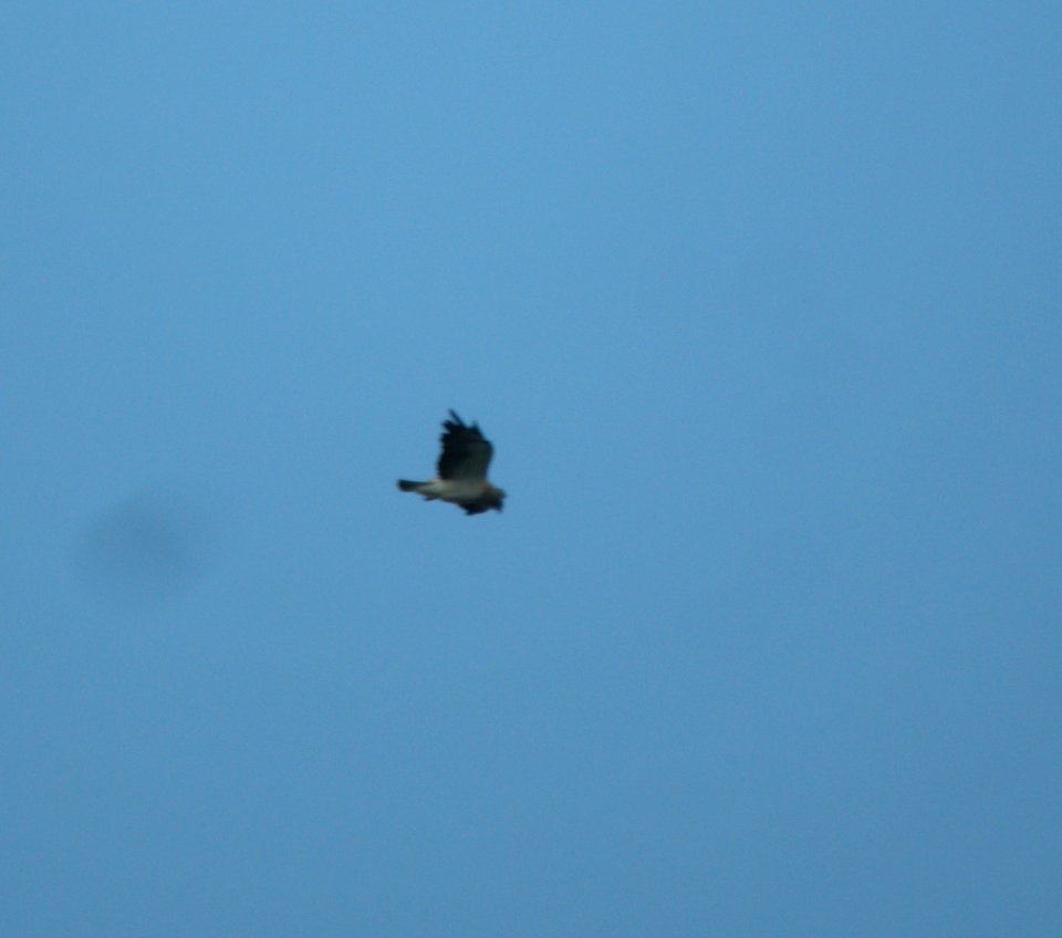 DSCN9539 c Swainson's Hawk Eleven Mile SP Area Wildcat Campground CO 7-26-2013