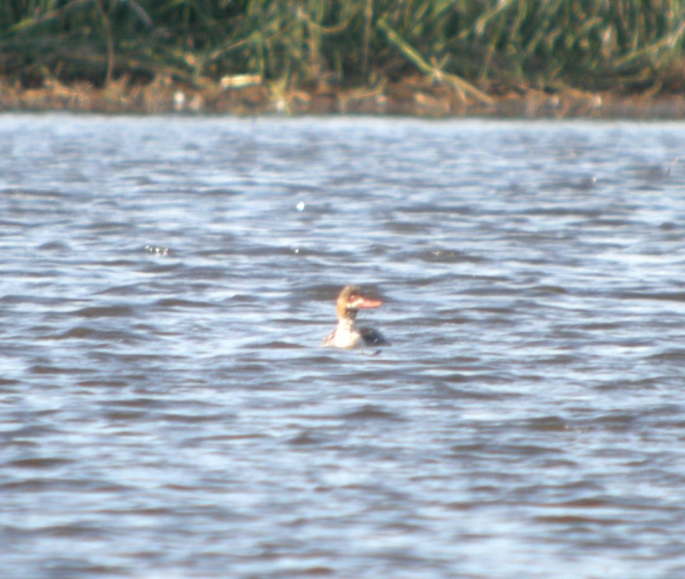 DSCN3021 c Red-breasted Merganser TNC Kankakee Sands IN 4-17-2014