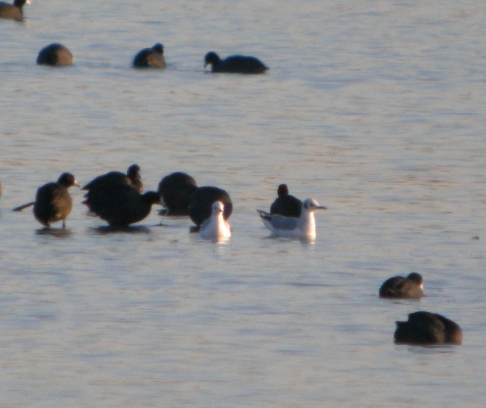 DSCN0879 c Bonaparte's Gull Newton Co IN 10-27-2013