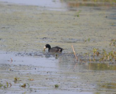 DSCN9825 c American Coot Newton Co IN 8-10-13