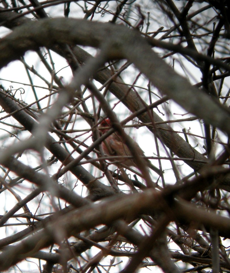 DSCN2937 c Purple Finch Bourbonnais IL 4-3-2014 (Photo thru bins)