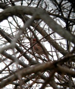 DSCN2937 c Purple Finch Bourbonnais IL 4-3-2014 (Photo thru bins)