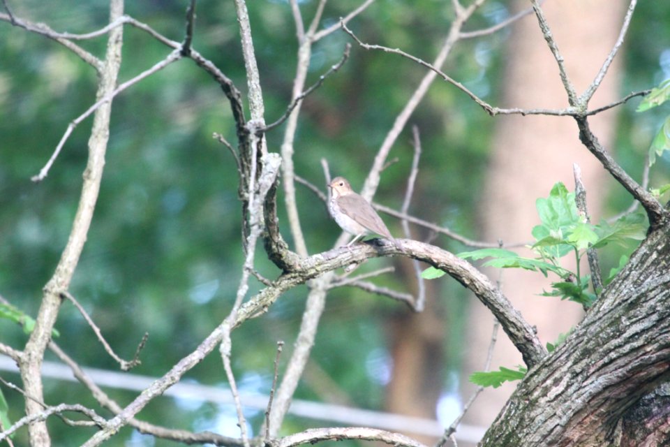 IMG 9986c Swainson's Thrush Hse Kankakee IL 5-19-2018