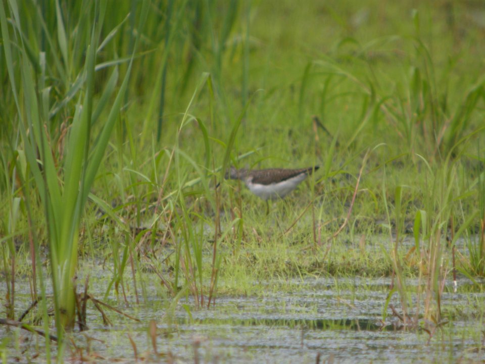 DSCN9942c Solitary Sandpiper Aroma Park IL 5-19-2018