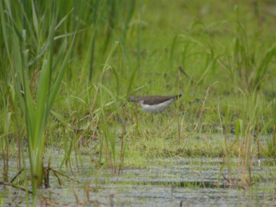 DSCN9942c Solitary Sandpiper Aroma Park IL 5-19-2018