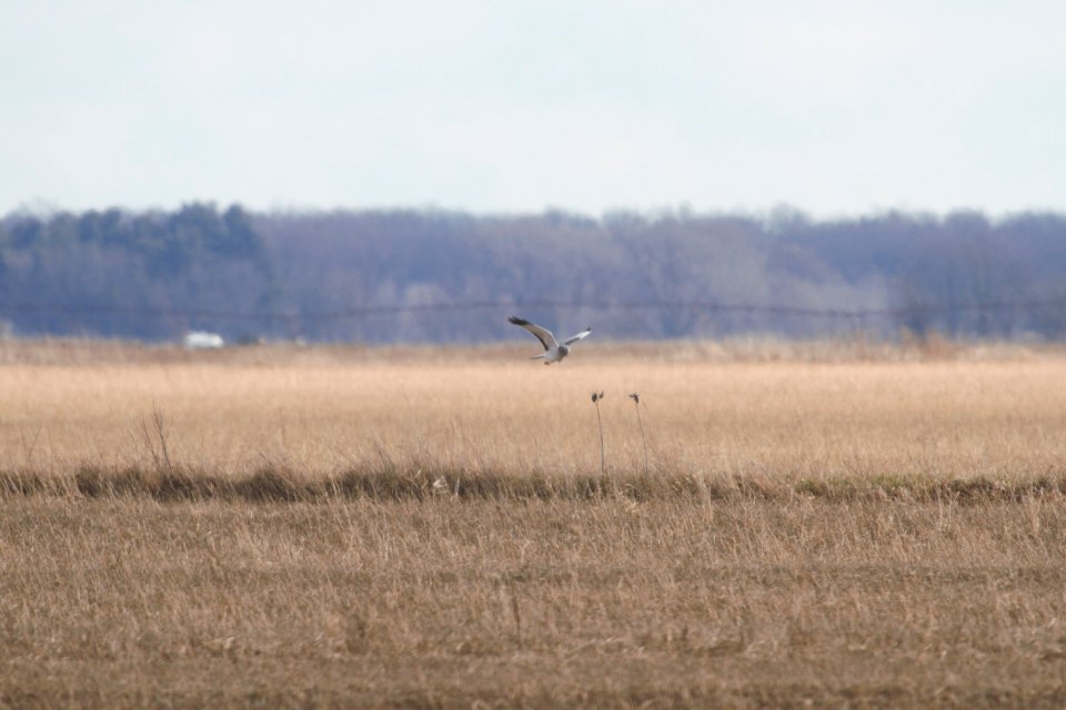 IMG 8229c Northern Harrier Newton Co NW IN
