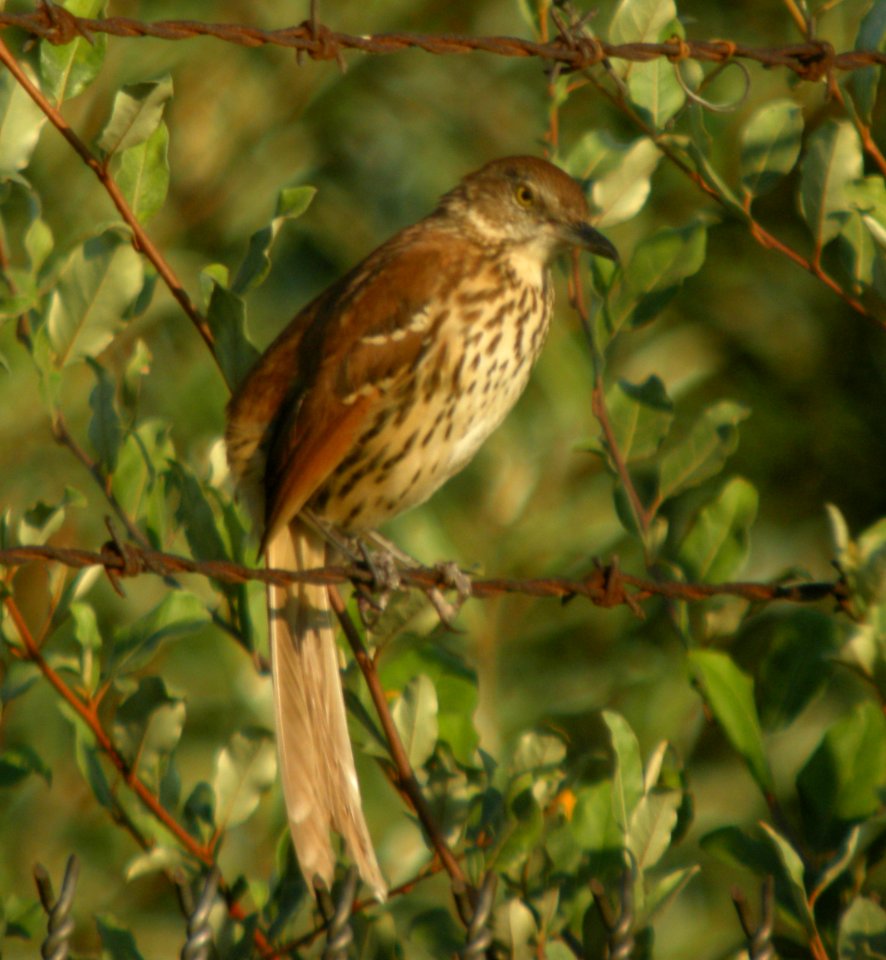 DSCN0447 c Brown Thrasher Will Co IL 9-10-13