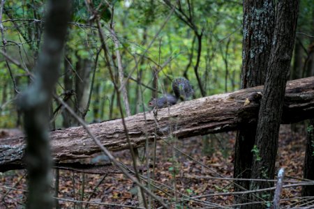 Squirrel on Kennesaw Mountain