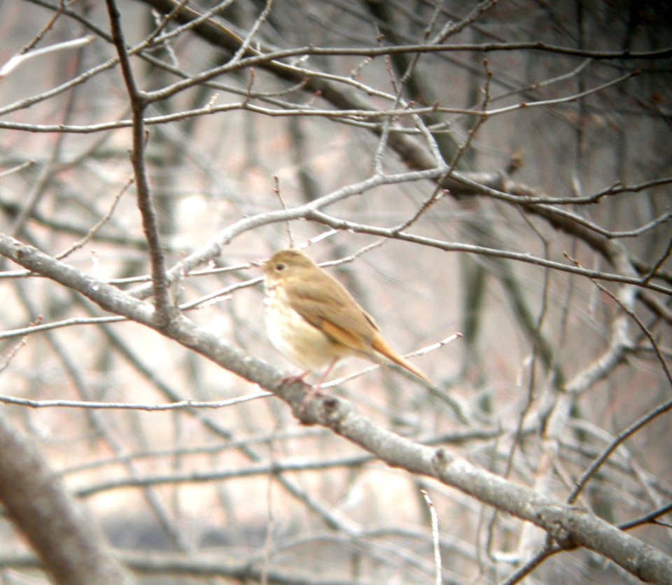 DSCN2928 c Hermit Thrush Kankakee IL 4-2-2014 (Photo thru bins)