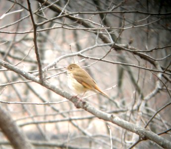 DSCN2928 c Hermit Thrush Kankakee IL 4-2-2014 (Photo thru bins)