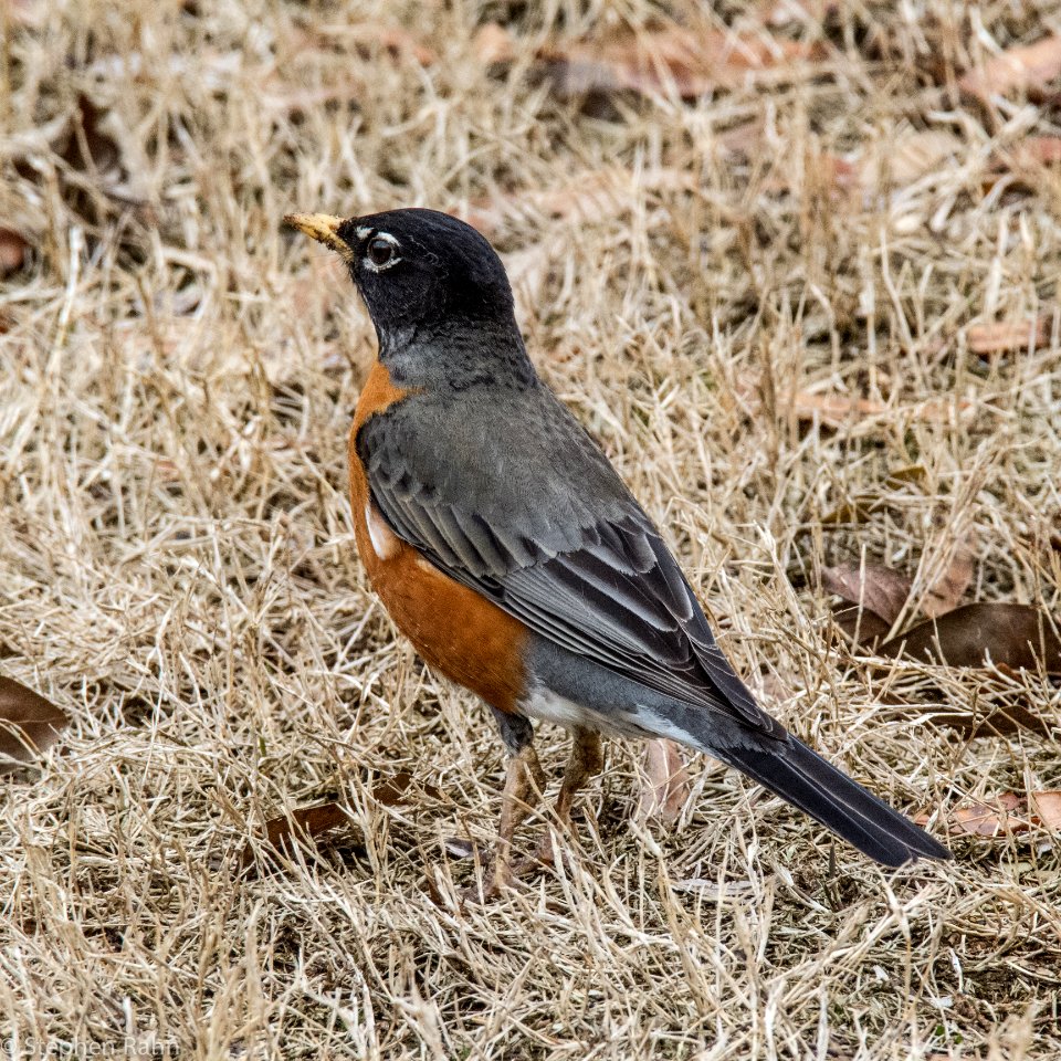 Robin