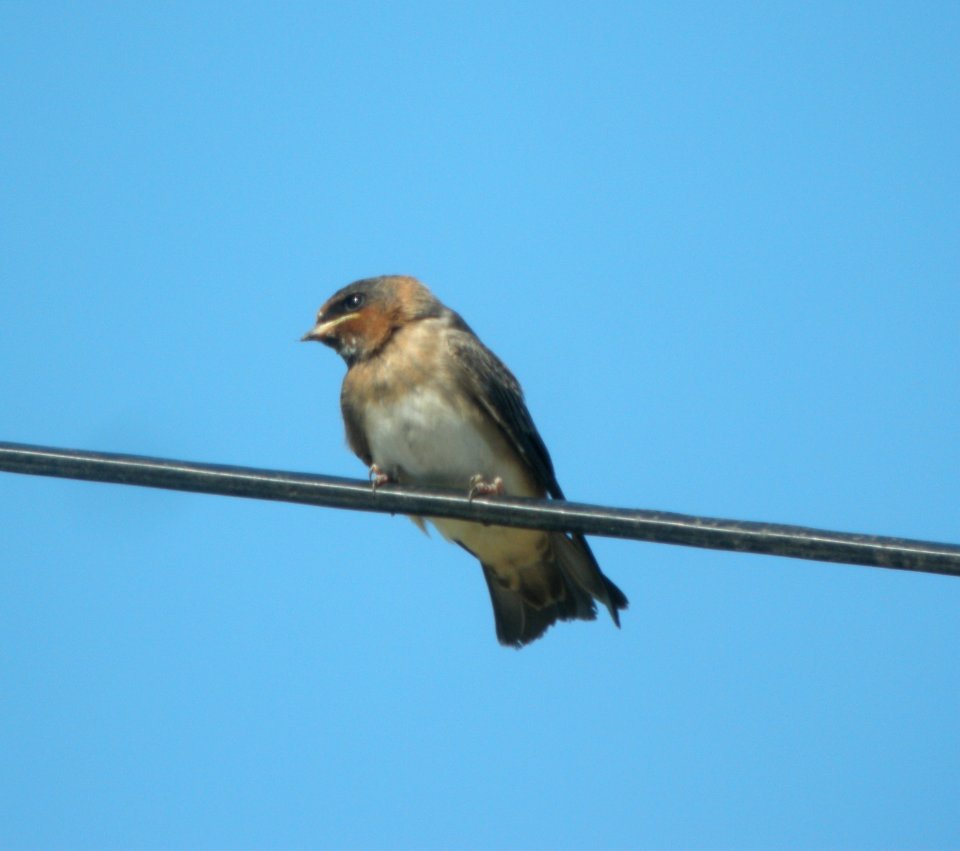 DSCN9135 c Cliff Swallow(Fledgling) Kankakee Co IL 7-12-13