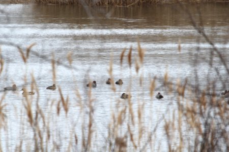 IMG 8967c Redhead Braidwood Lake IL 4-16-2018