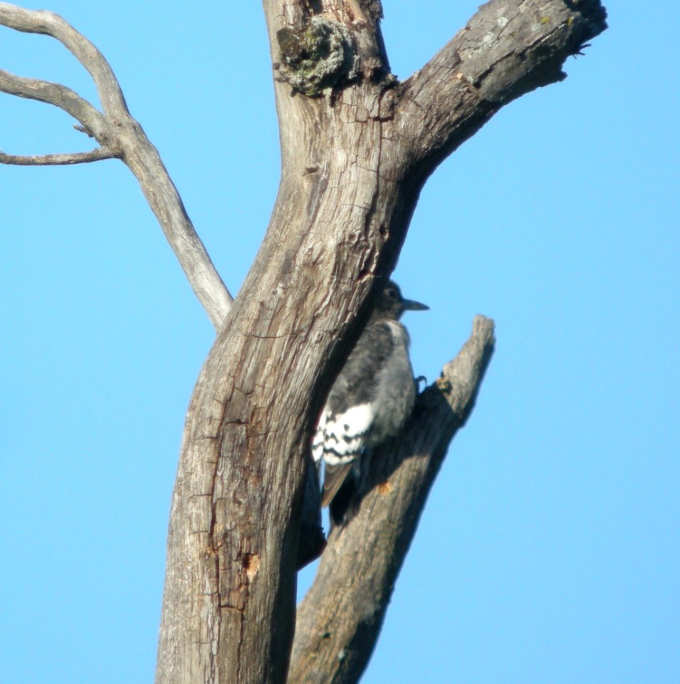DSCN0819 c Red-headed Woodpecker Kankakee IL 10-08-2013