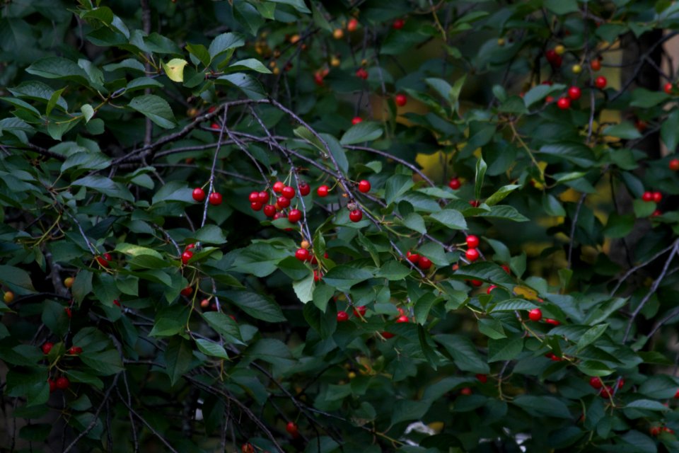 IMG 0498c Cherry Tree (Sour) Hse Kankakee IL 6-15-2018