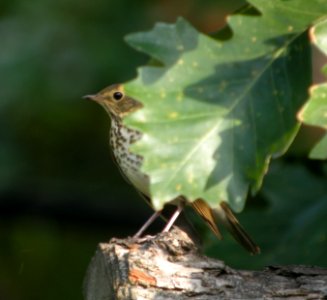 DSCN0814 c Swainson's Thrush Kankakee IL 10-4-2013