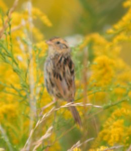 DSCN0454 c Le Conte's Sparrow (Adult #2) Kankakee Co IL 9-11-13