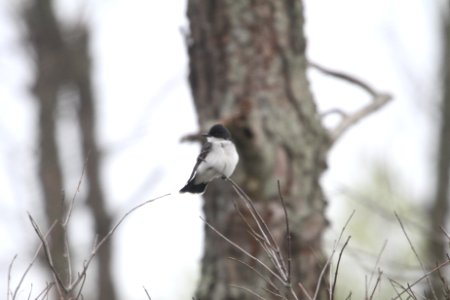 IMG 9789c Eastern Kingbird LaSalle FWA IN 5-13-2018